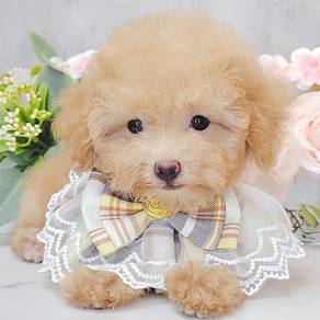 Poodle