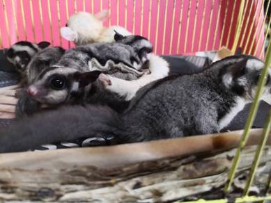 Sugar Glider Jinak Dan Manja - MERDEKA OFFER