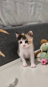 Adorable Multi Colour 6 week Calico Kitten