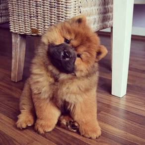 qw3366 Chow Chow brown haired quality puppy