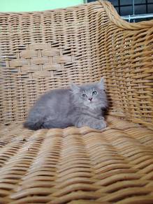 Siberian kitten