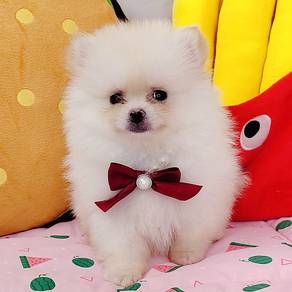 Pomeranian