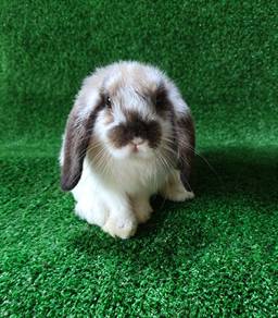 Arnab Holland Lop Hl
