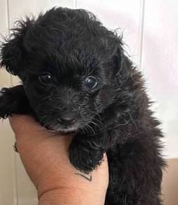 Black poodle / silver poodle
