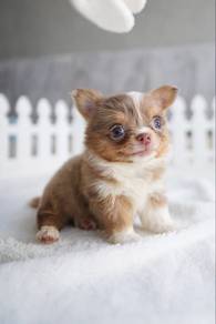 Cute Chihuahua Puppy 🐶💛