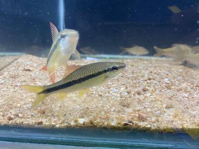 Rong Ekor Kuning / Osteochilus flavicauda