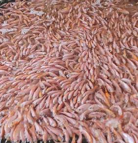 ikan talapia 