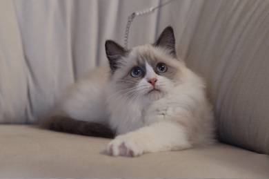 Ragdoll