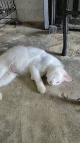 kucing baka free