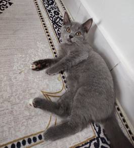 bsh