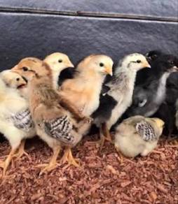 Anak ayam kampung aslı baka ratu