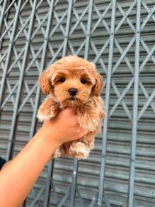 shihpoo