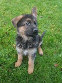 SC_GS103 MKA German Shepherd puppies