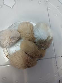 hamster syrian 