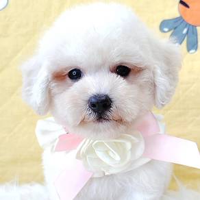 Maltipoo
