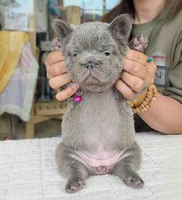 FRENCH BULLDOG PUPPIES 🌻S220 Girl Long Hairs