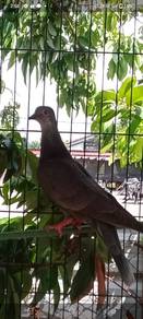 merpati kacukan