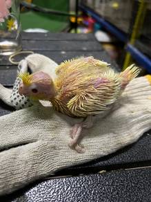 Anak Suap Cockatiel Lutino