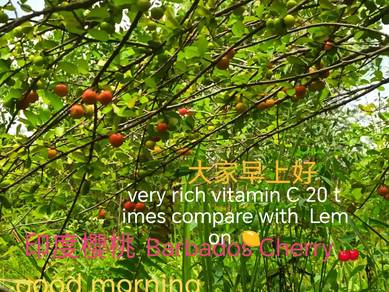 barbados cherry plant for sale