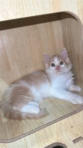 DLH big bone mix American curl