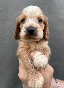 ENGLISH COCKER SPANIEL PUPPIES F363 🌻Male- Female