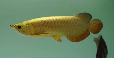 Arowana 24k golden crossback 10 inch -wholesale