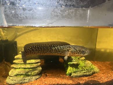 Channa Kalimaya Red Spot