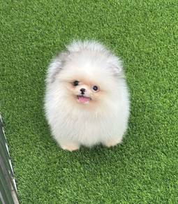 POMERANIAN PUPPIES VIP20 🌻 Available Boy-Girl