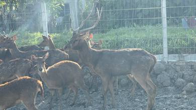 Rusa Jantan
