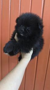 博美女
pomeranian
female
F3
dob 7月出生