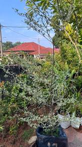pokok doa