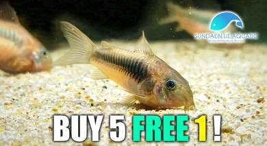 Bronze Corydoras Catfish Cory Ikan Hiasan Fish Pet