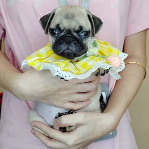 Pug