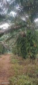 Agricultural Land in Simpang Renggam, JHR