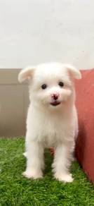 Pomachon puppies