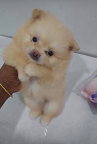 Tiny Pomeranian