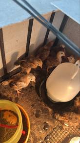 ayam penelur dwifungsi baka rir