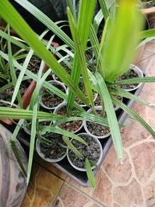 Anak pokok Kurma Ajwa