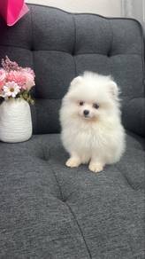 Snow White Female Pomeranian Puppy