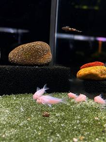 Albino Cory