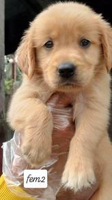 Golden Rettiver """