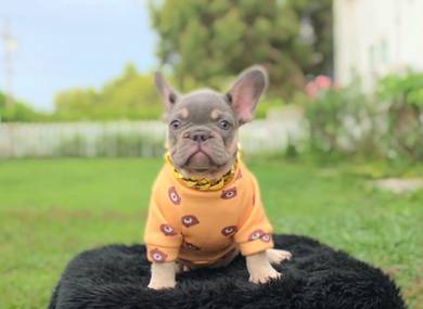 French Bulldog Puppy 455