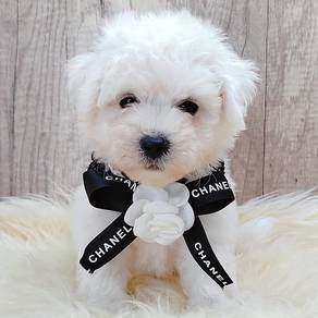 Bichon Frise