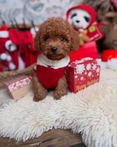 toy poodle 