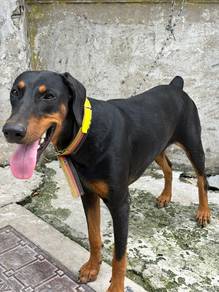 Doberman