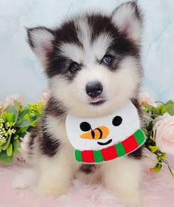 Husky