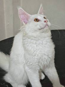 Maine Coon