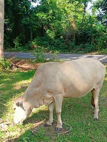 Lembu betina sihat