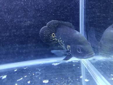 Tiger Oscar SB (short body)
