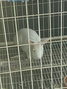 Rabbit female 